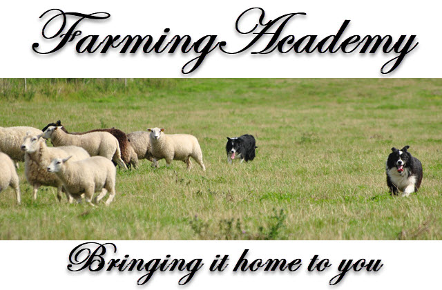 Sheepdog Training