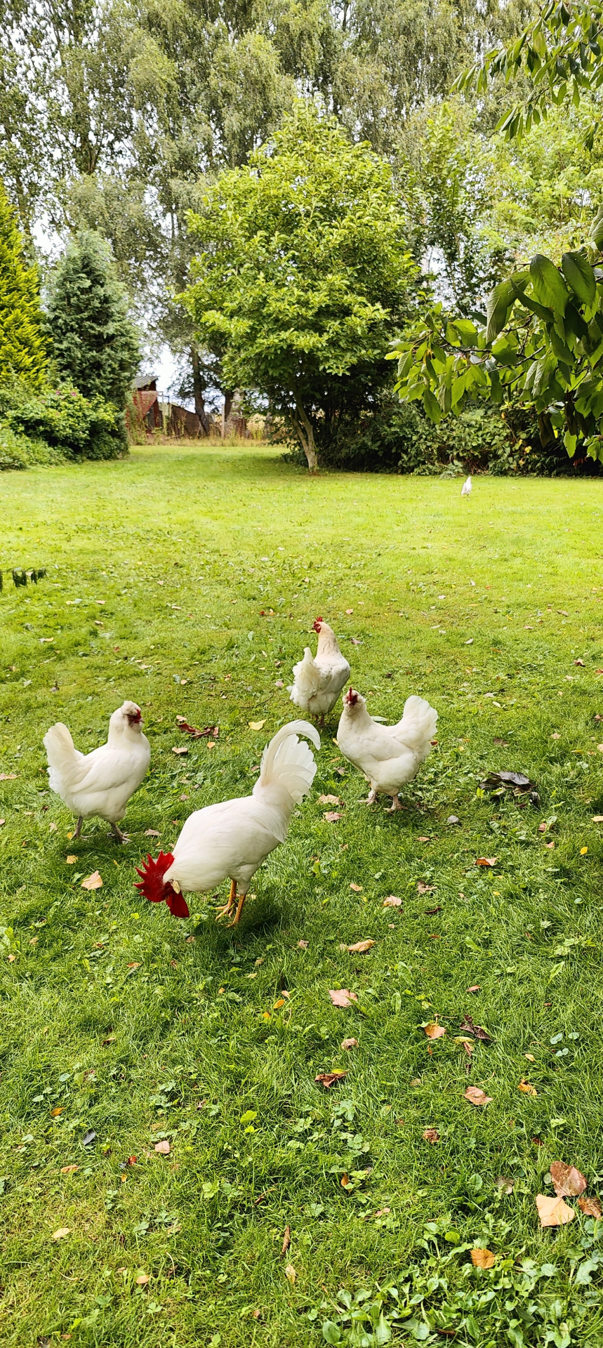 Hens roaming at the farm