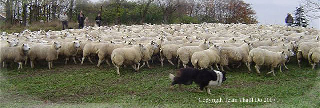 A large flock of sheep in a green field with a working border collie