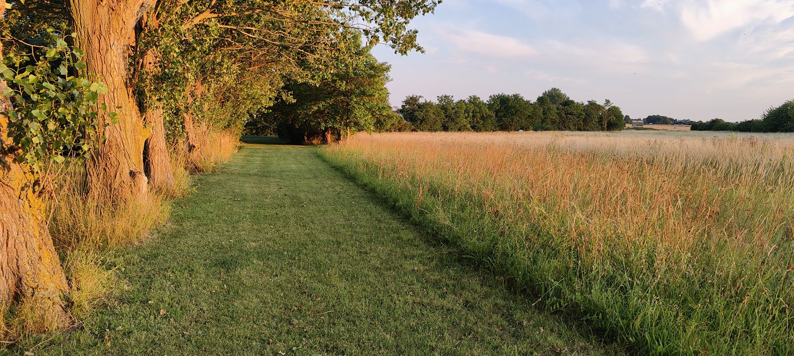 Meadow path by the camping site