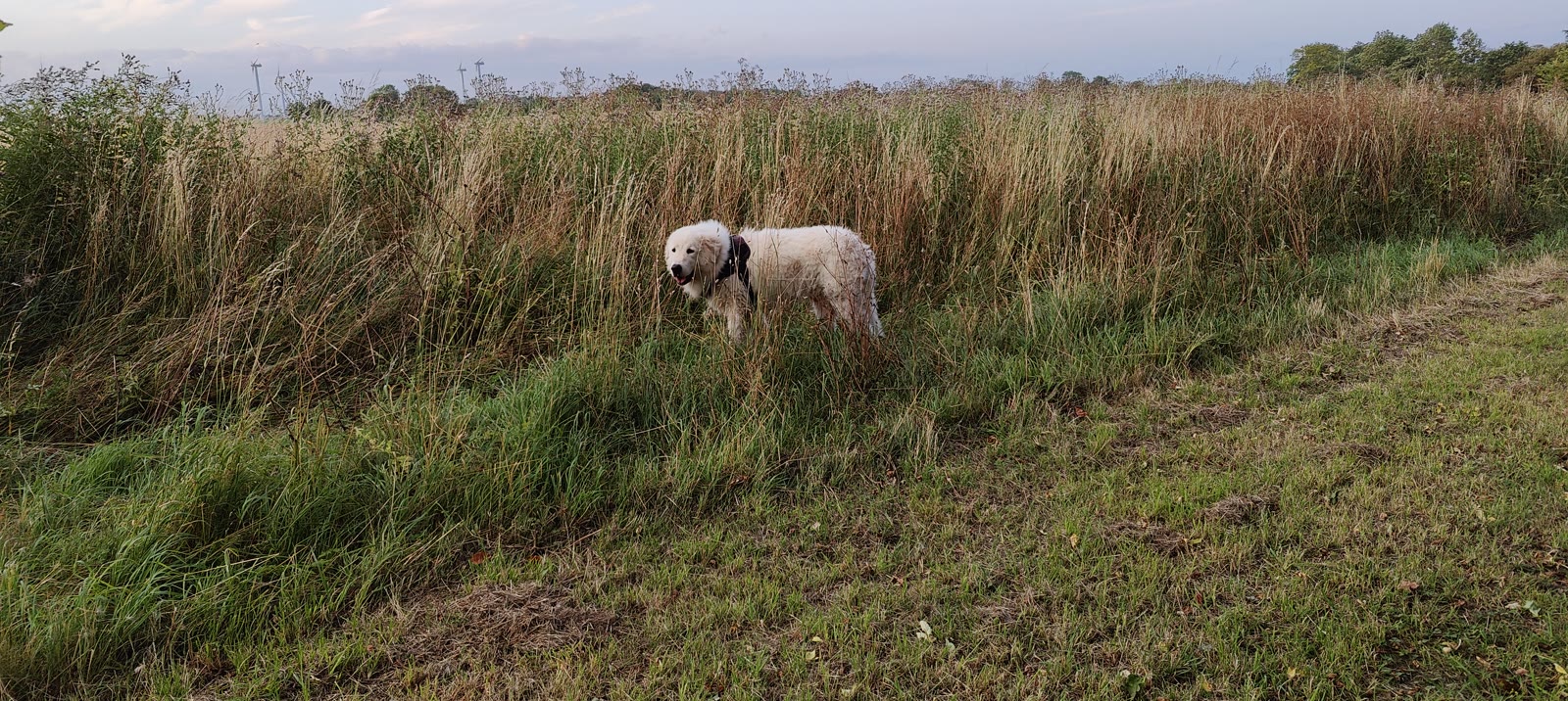 Working dogs at the farm