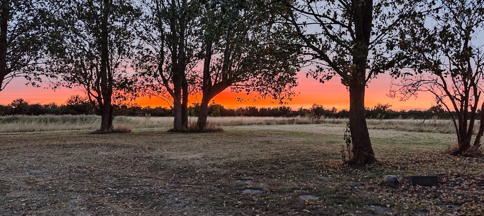 Golden sunset over a dry meadow and silhouetted trees at Holeby Rejsestald